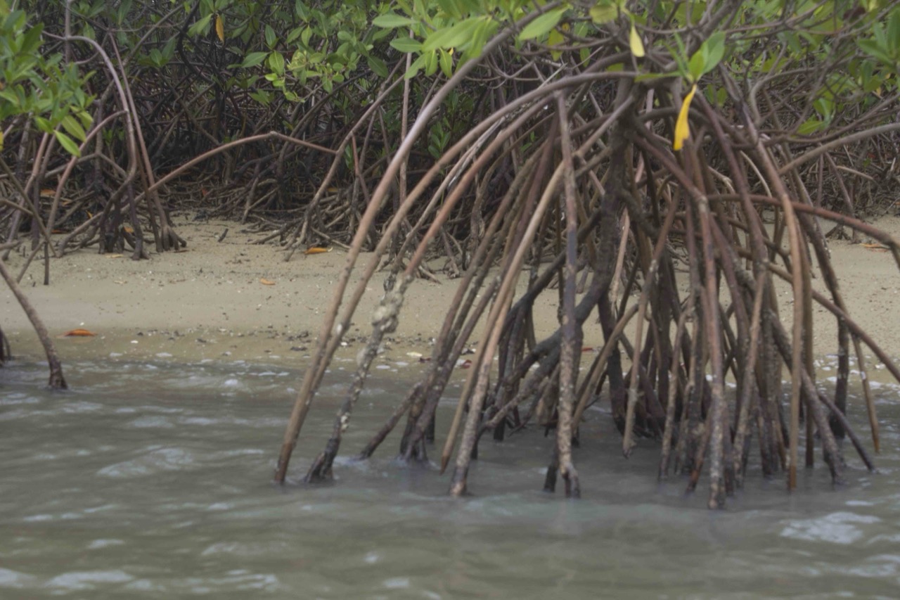 Mangrove lagoon ,reserve du delta (sine saloum du senegal)