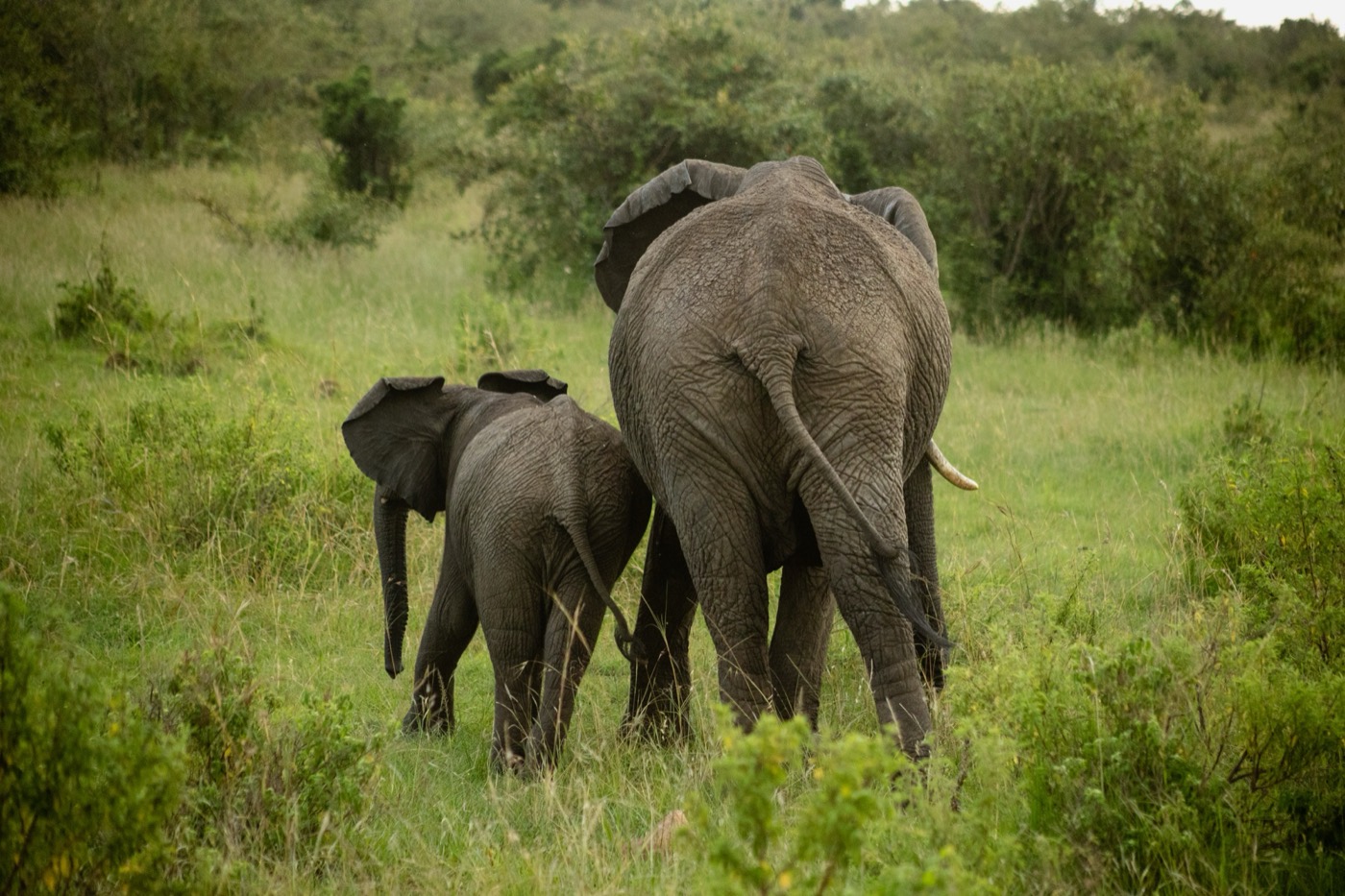 Kenya: Closer to the land, Journey Through Africa archive