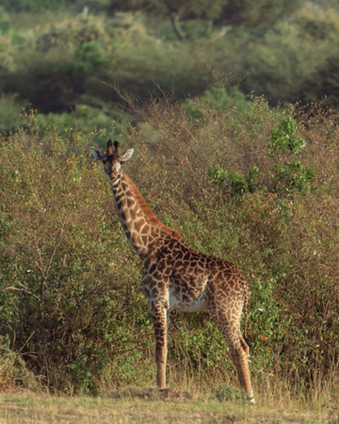 A giraffe photographed on the previous Kenya safari
