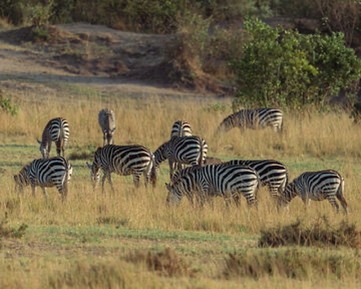 Kenya: The safari landscape · Marcus Pobee Studios, Journey Through Africa archive